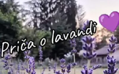 Priča o lavandi